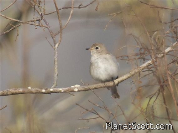 Asian Brown Flycatcher (Muscicapa dauurica)