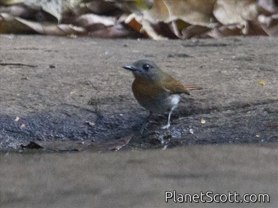 White-bellied Blue-Flycatcher (Cyornis pallipes)