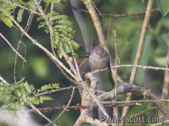 Indian Cuckoo-shrike (Coracina macei)