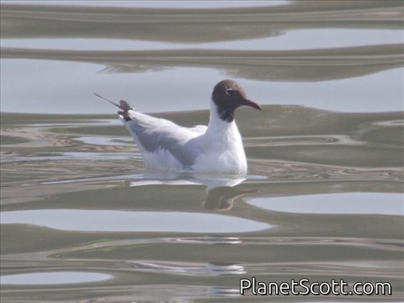 Black-headed Gull (Chroicocephalus ridibundus)