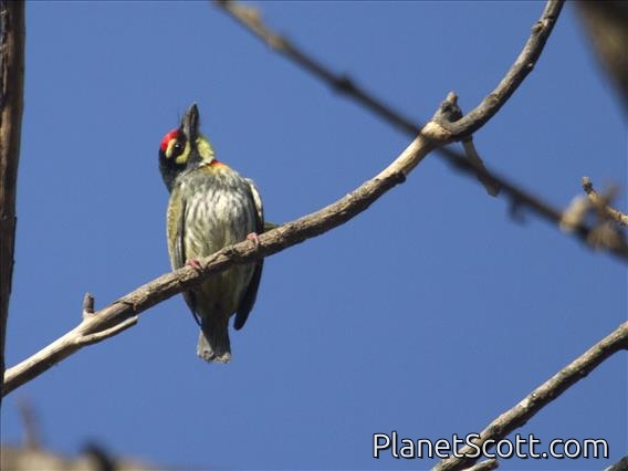 Coppersmith Barbet (Psilopogon haemacephalus)