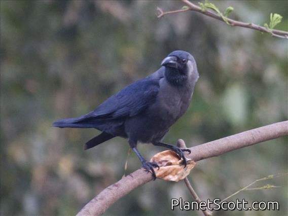 House Crow (Corvus splendens)