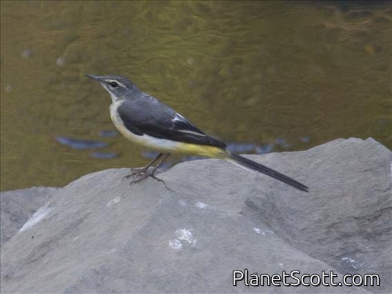 Gray Wagtail (Motacilla cinerea)