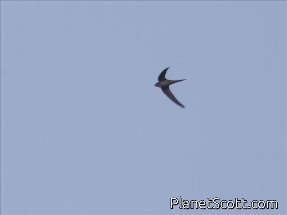 Asian Palm-Swift (Cypsiurus balasiensis)