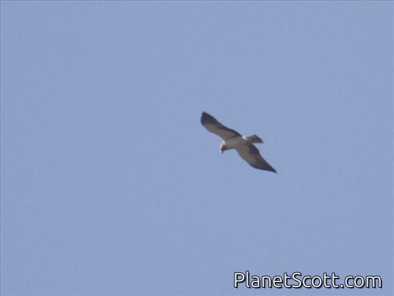 Booted Eagle (Hieraaetus pennatus)