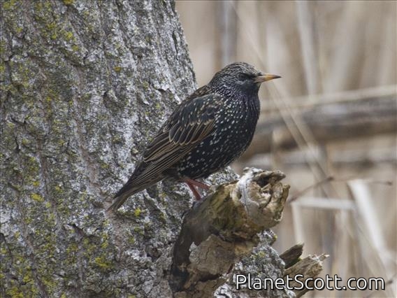 European Starling (Sturnia vulgaris)
