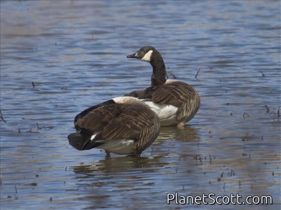Canada Goose (Branta canadensis)