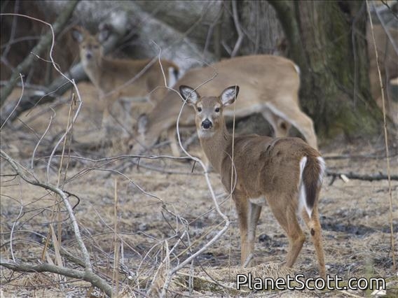 White-tailed Deer (Odocoileus virginianus)