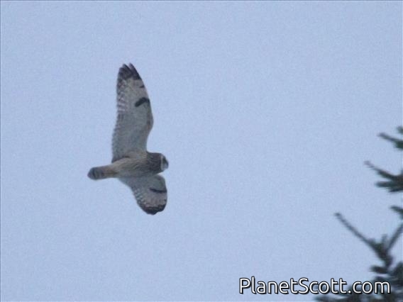 Short-eared Owl (Asio flammeus)