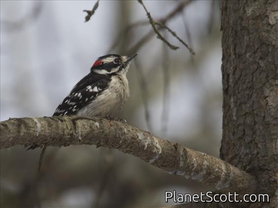 Downy Woodpecker (Picoides pubescens) - Male