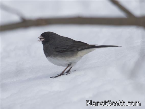 Dark-eyed Junco (Junco hyemalis) - Slaty