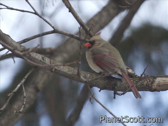 Northern Cardinal (Cardinalis cardinalis) - Female