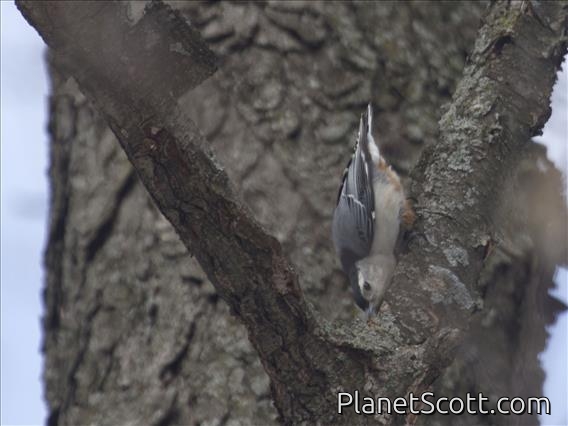 White-breasted Nuthatch (Sitta carolinensis)
