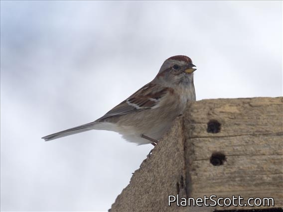 American Tree Sparrow (Spizelloides arborea)