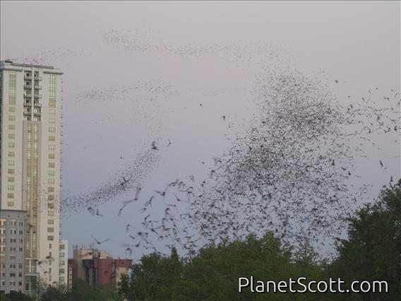 Mexican Free-tailed Bat (Tadarida brasiliensis)