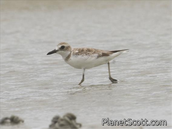 Greater Sand Plover Charadrius leschenaultii