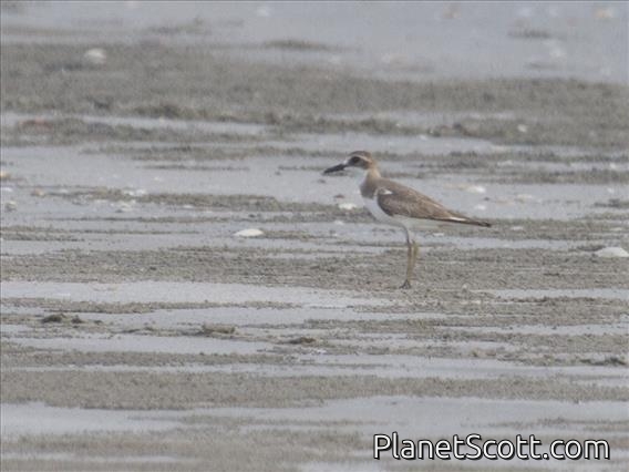 Greater Sand Plover (Charadrius leschenaultii)