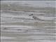Greater Sand Plover (Charadrius leschenaultii)