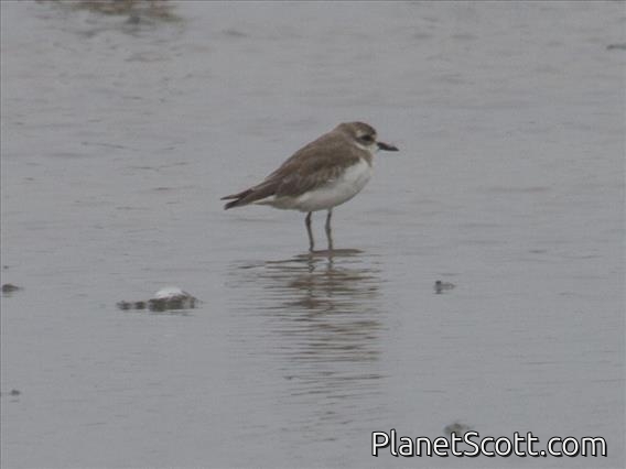 Tibetan Sand Plover (Charadrius atrifrons)