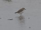 Tibetan Sand-Plover (Anarhynchus atrifrons)