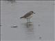 Tibetan Sand Plover (Charadrius atrifrons)