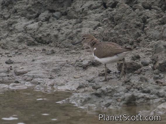Common Sandpiper (Actitis hypoleucos)