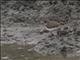 Common Sandpiper (Actitis hypoleucos)
