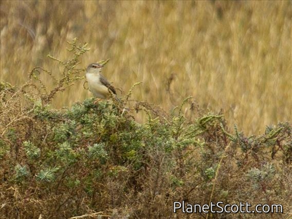 Plain Prinia (Prinia inornata)