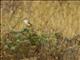 Plain Prinia (Prinia inornata)