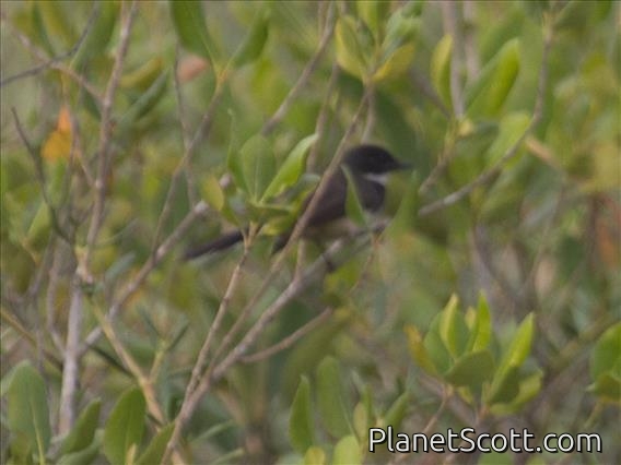 Pied Fantail (Rhipidura javanica)