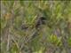 Pied Fantail (Rhipidura javanica)
