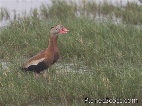Black-bellied Whistling-Duck (Dendrocygna autumnalis)