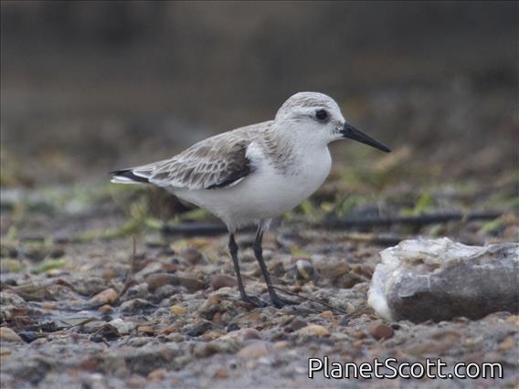 Sanderling (Calidris alba)