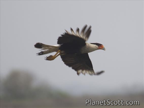 Crested Caracara (Caracara cheriway)