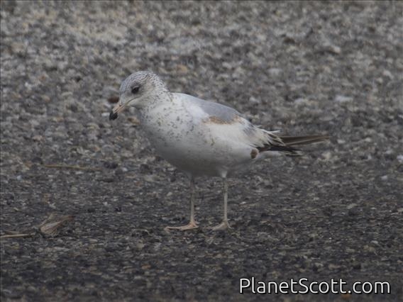 Ring-billed Gull (Larus delawarensis) - 1st Winter