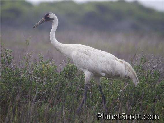 Whooping Crane (Grus americana)
