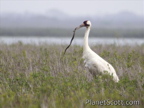 Whooping Crane (Grus americana) - Eating Snake
