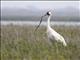Whooping Crane (Grus americana) - Eating Snake