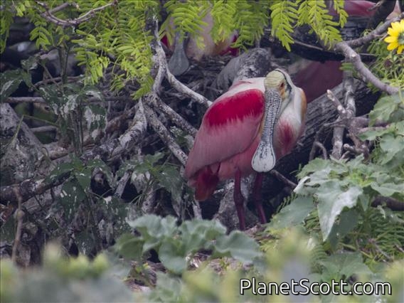 Roseate Spoonbill (Platalea ajaja)