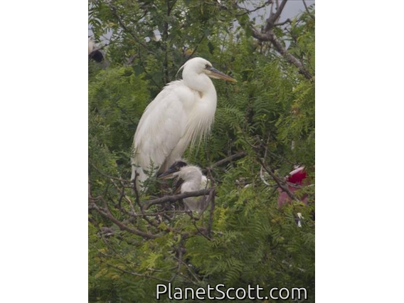 Great Blue Heron (Ardea herodias)