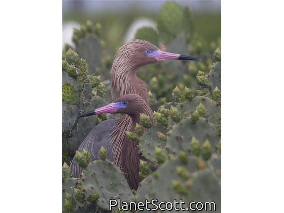 Reddish Egret (Egretta rufescens)
