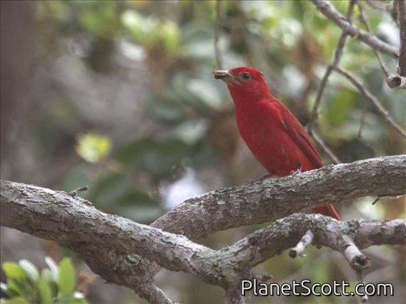 Summer Tanager (Piranga rubra) - Male