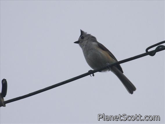Black-crested Titmouse (Baeolophus atricristatus)