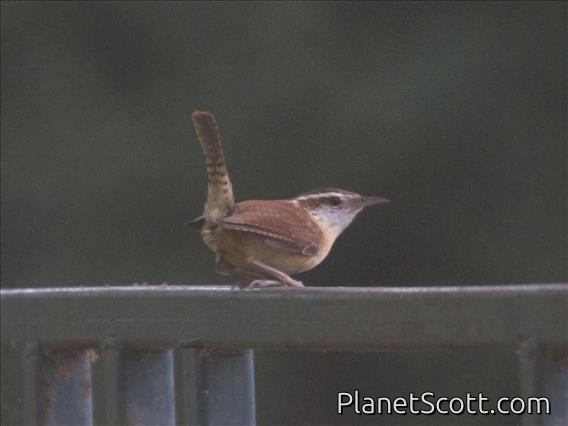 Carolina Wren (Thryothorus ludovicianus)
