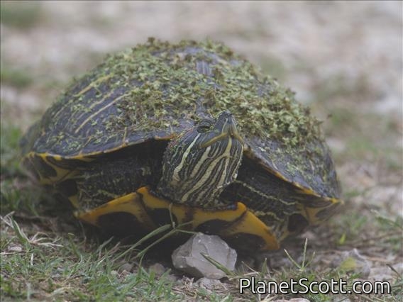 Red-eared Slider (Trachemys scripta)