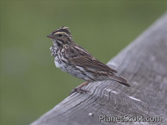 Savannah Sparrow (Passerculus sandwichensis)