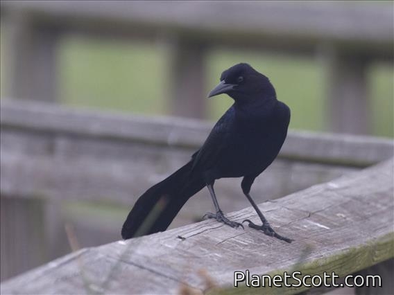 Boat-tailed Grackle (Quiscalus major)