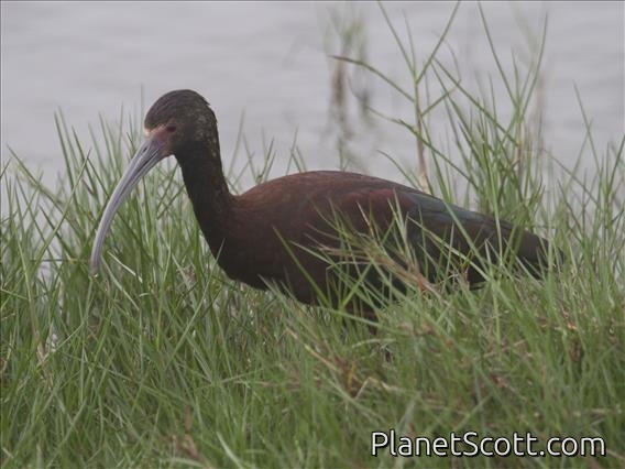 White-faced Ibis (Plegadis chihi)
