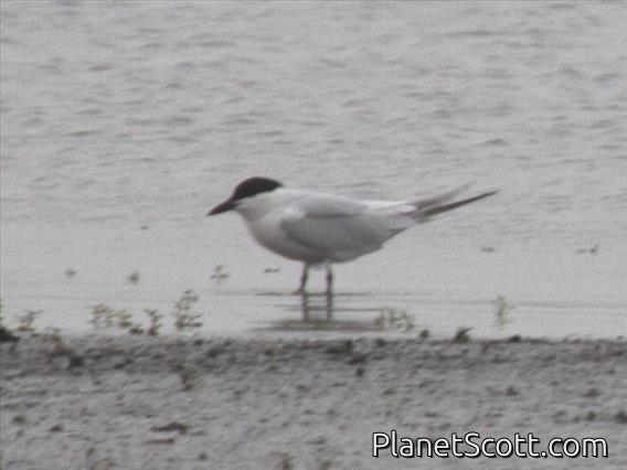 Gull-billed Tern (Gelochelidon nilotica)