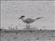 Gull-billed Tern (Gelochelidon nilotica)